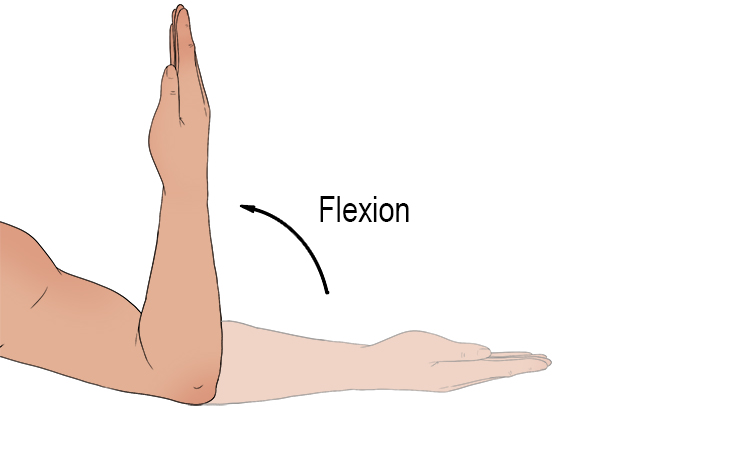 While flexing his bicep, the direction (flexion) his hand moved was towards his shoulder, decreasing the angle of his elbow joint.